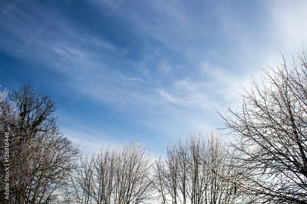 Trees in autumn with white frost in front of blue sky Trees in autumn with white frost in front of blue sky