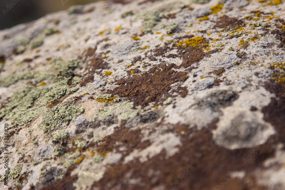 Fossil plants on rocks closeup. Fossil plants on rocks closeup.
