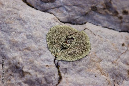 Fossil plants on rocks closeup. photo