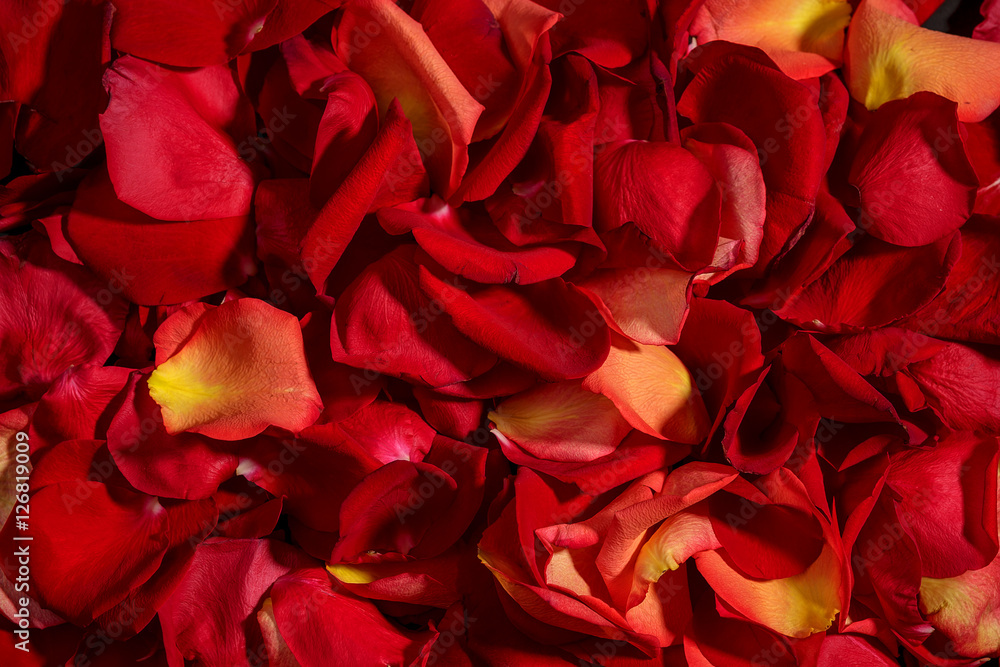 Background of red roses. A lot of rose petals. postcards, Wallpaper, anniversaries, birthday, wedding. For design. Background of red roses. A lot of rose petals. postcards, Wallpaper, anniversaries, birthday, wedding. For design.