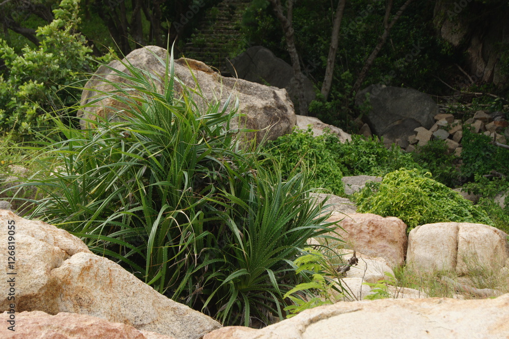 aloe growing on a rocky seashore aloe growing on a rocky seashore