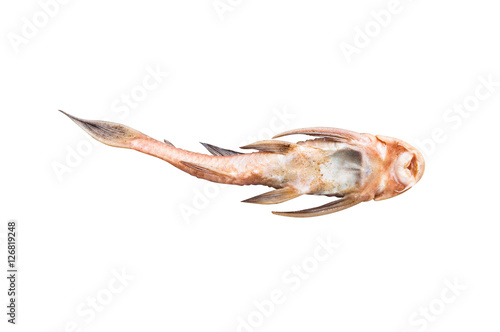Pleco Catfish Hypostomus Plecostomus fish Pterygoplichthys isolated on white photo