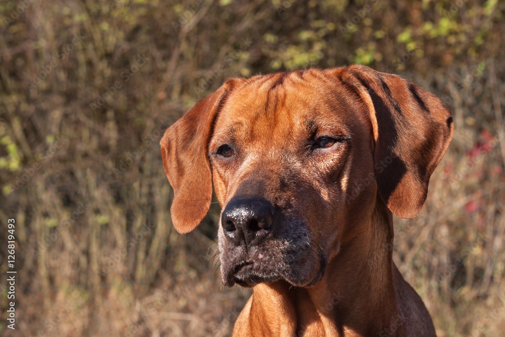 Sad dog eyes. Rhodesian ridgeback portrait. Beautiful Rhodesian ridgeback dog portrait.
Looking into the eyes of the dog.
