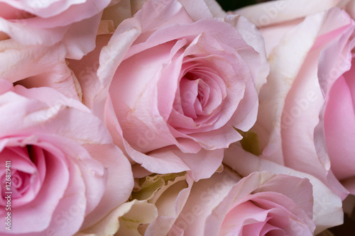 beautiful pink rose  close-up