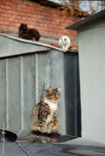 Photography wild cats