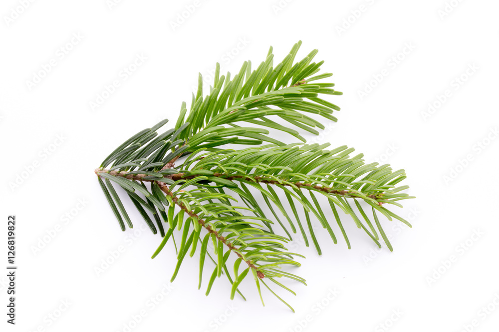 Fir tree branch and cones isolated on white background. Fir tree branch and cones isolated on white background.