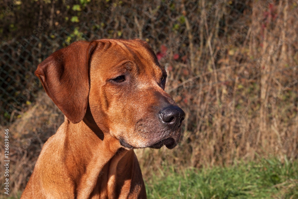 Sad dog eyes. Rhodesian ridgeback portrait. Beautiful Rhodesian ridgeback dog portrait.
Looking into the eyes of the dog.
Sad dog eyes. Rhodesian ridgeback portrait. Beautiful Rhodesian ridgeback dog portrait.
Looking into the eyes of the dog.