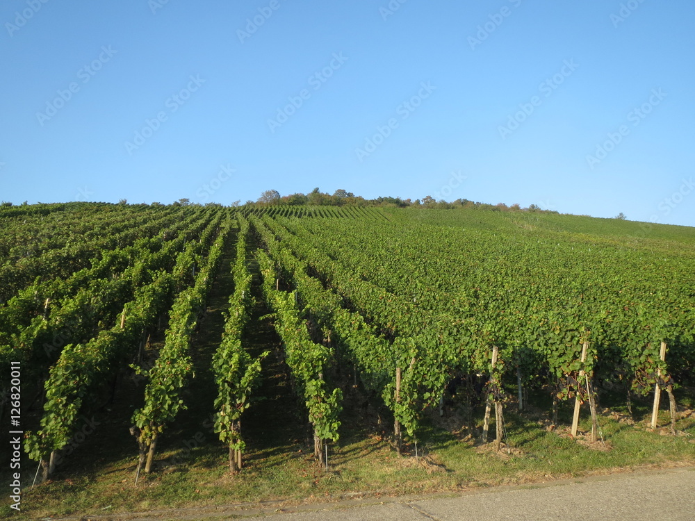 Wine plants growing in Metzingen (Germany) - blue sky in September