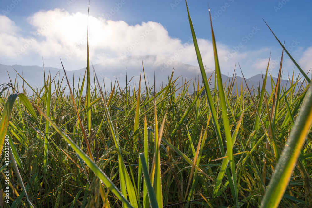 Dewdrop on rice leaf on the morning with fog and mountain in background, rice field, paddy Dewdrop on rice leaf on the morning with fog and mountain in background, rice field, paddy
