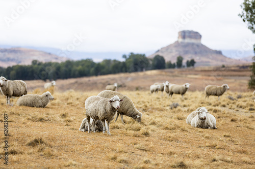 Sheep in the Free State