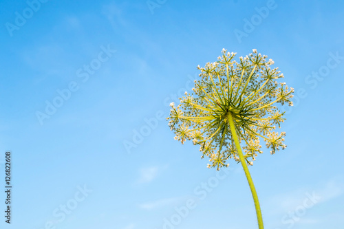 Cow parsnip on sky background. Field plant summer view from below. Weed. Poisonous plant. Heracleum. Big hogweed