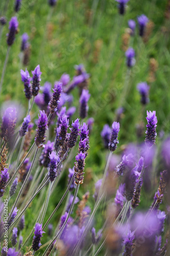 Lavender flowers in Stellenbosh Cape Town  South Africa.