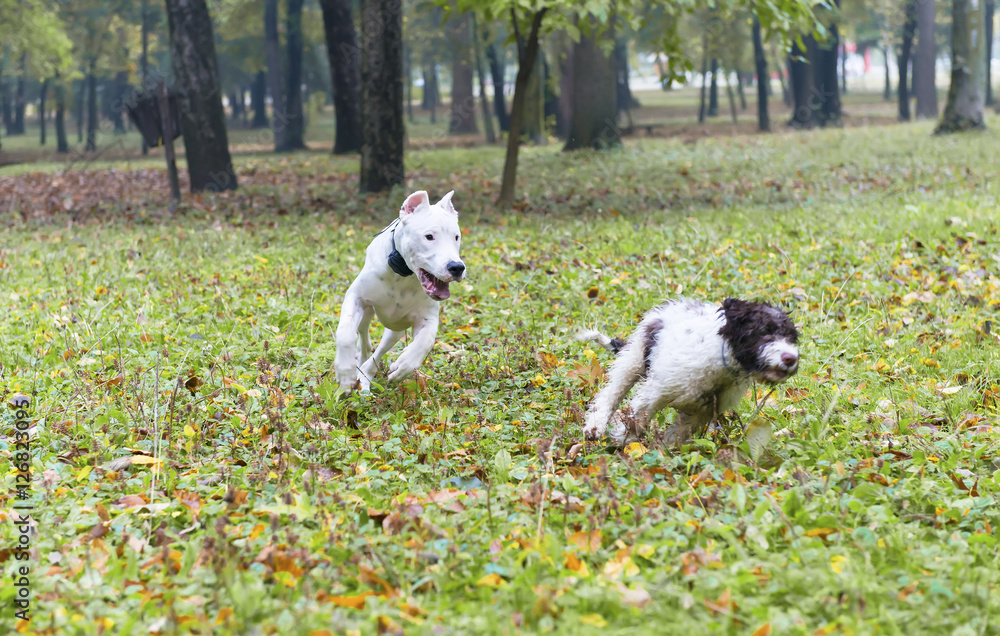 Fototapeta premium Playing dogs