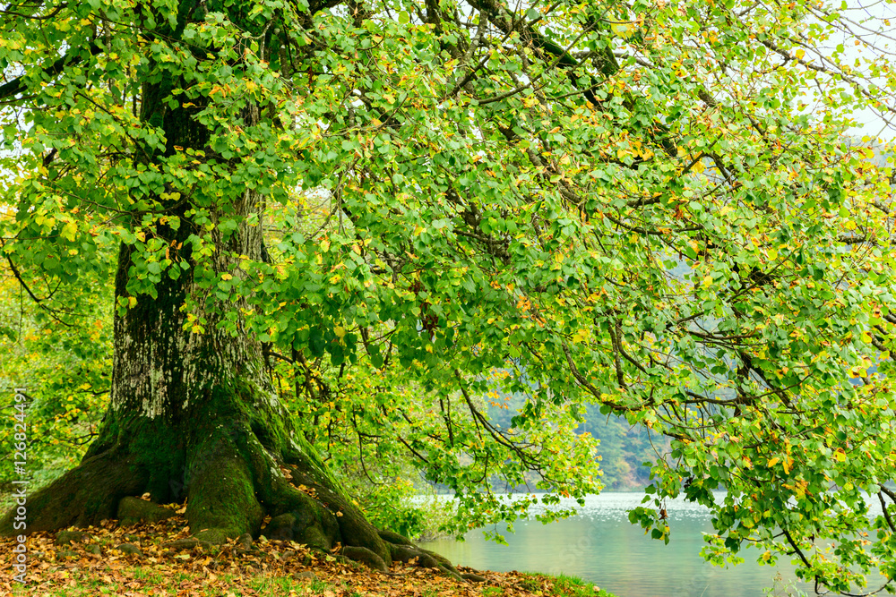 Fototapeta premium Autum forest lake Kozjak in Plitvice National Park