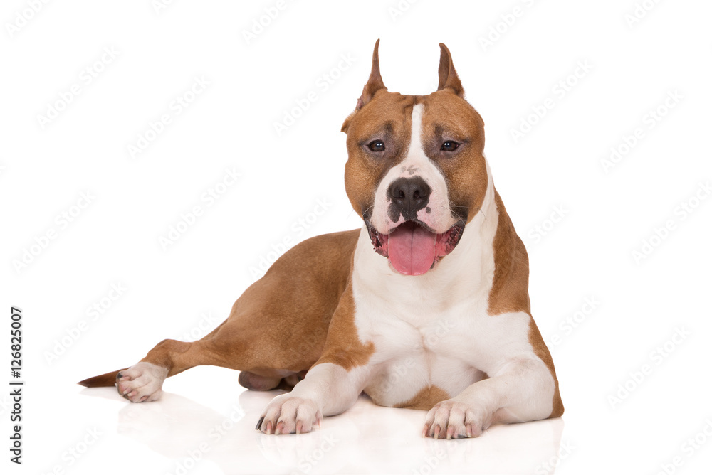 american staffordshire terrier dog lying down on white
