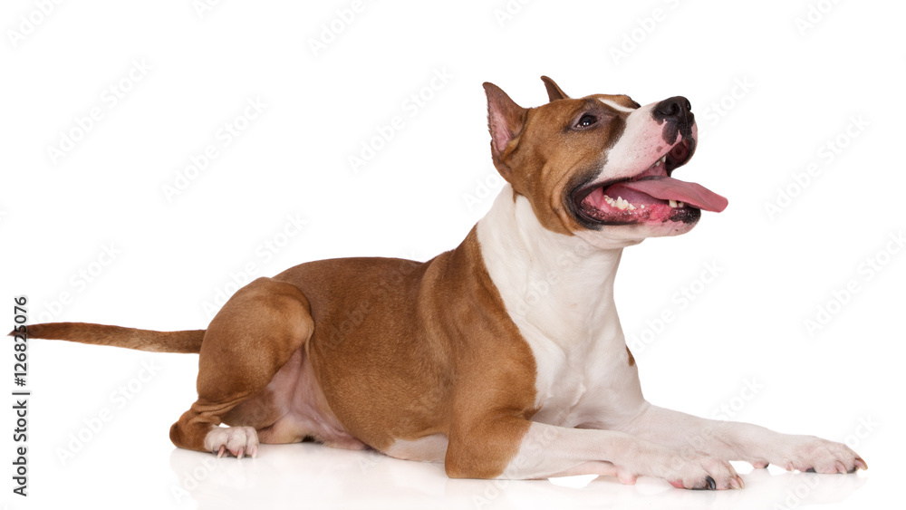 american staffordshire terrier dog lying down on white