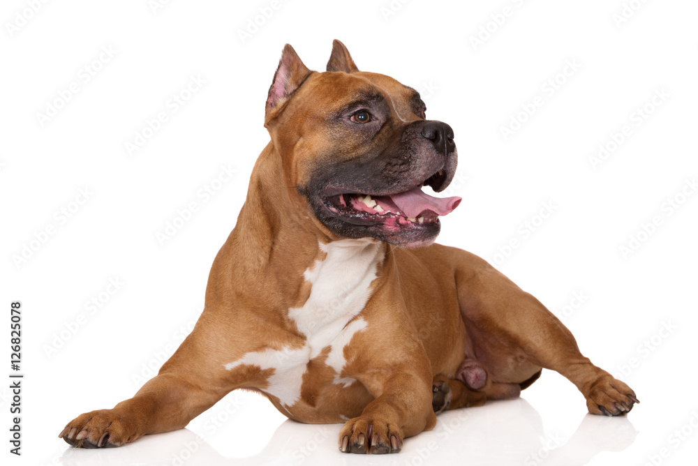 red american staffordshire terrier dog lying down on white
