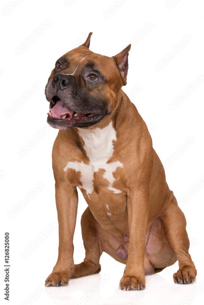 american staffordshire terrier dog sitting on white
