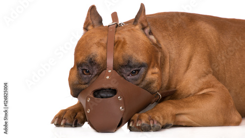 dog in a muzzle on white