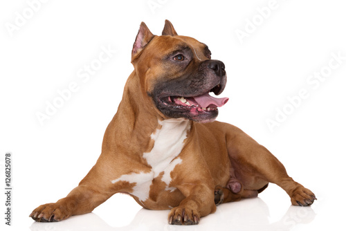 red american staffordshire terrier dog lying down on white