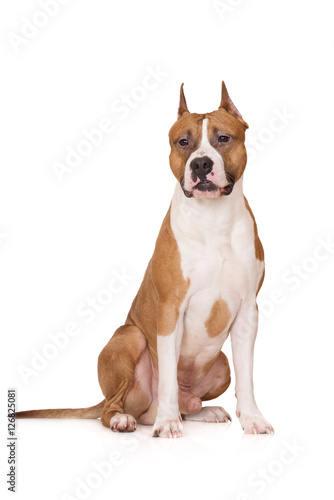 american staffordshire terrier dog sitting on white