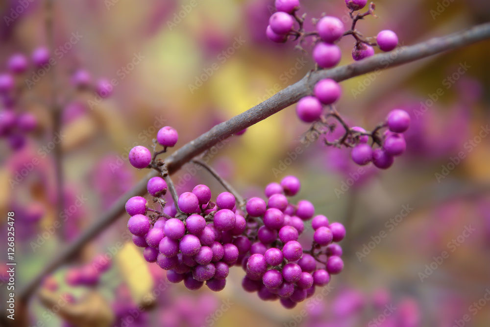 Japanische Schönfrucht - Callicarpa Japonica Früchte Japanische Schönfrucht - Callicarpa Japonica Früchte