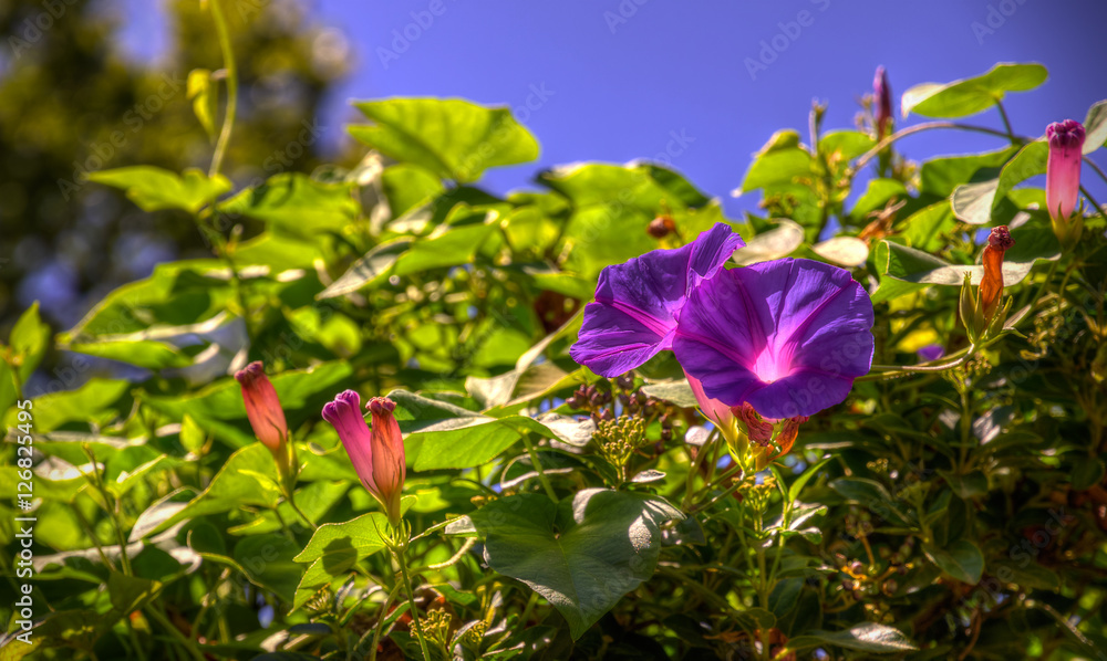 Ein Strauch mit Blüten in kräftigem lila.

A shrub with flowers in strong purple.