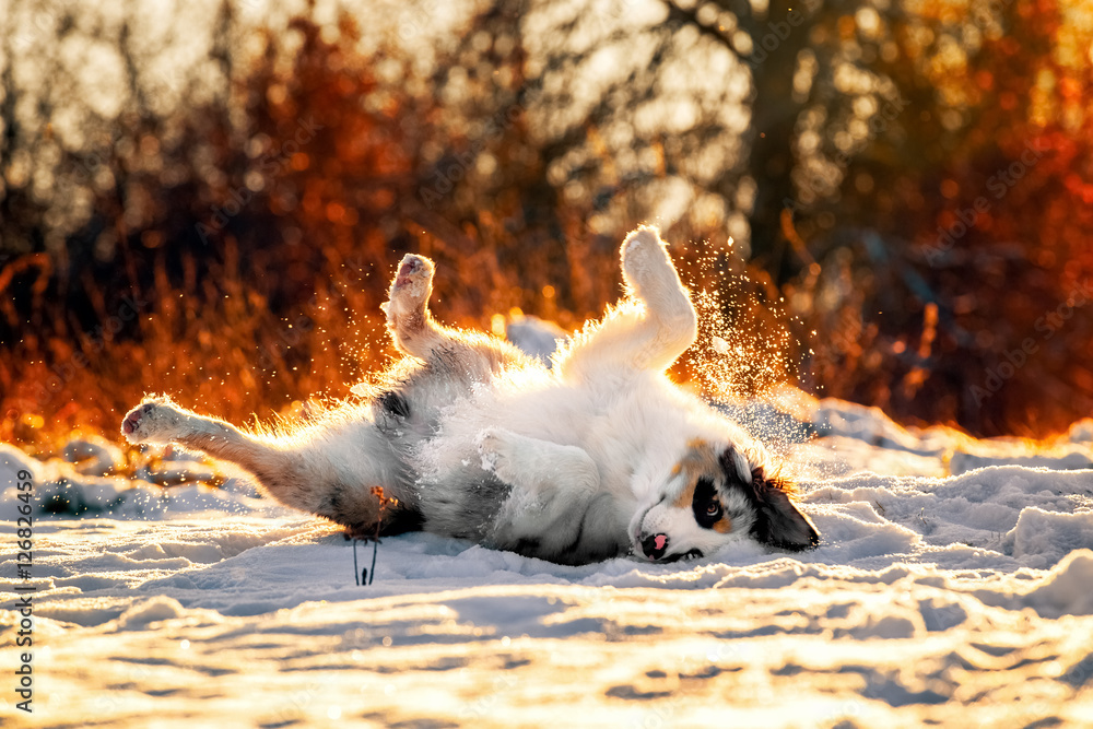 Australian Shepherd puppy in winter