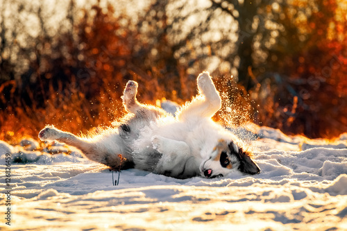 Obraz na płótnie Australian Shepherd puppy in winter w salonie