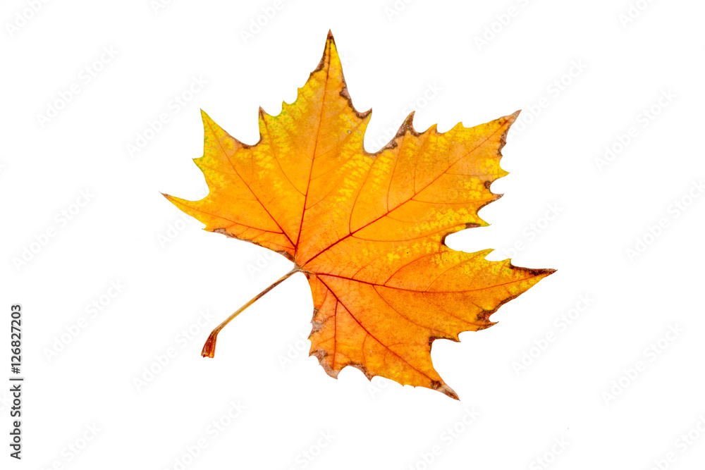an autumn leaf an autumn leaf