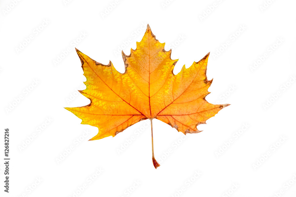 an autumn leaf an autumn leaf