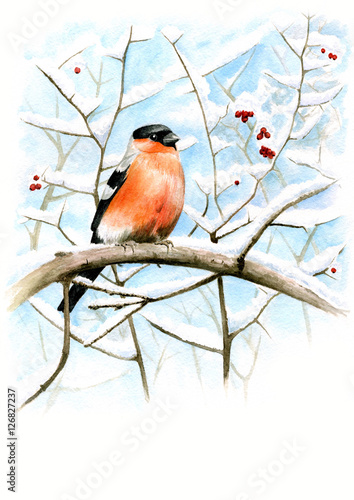 Portrait of a bullfinch on the snowy branches. Bullfinch watercolor. Bird on a branch.
