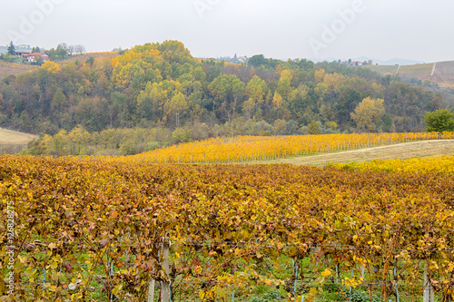 Hills of vineyards in autumn   Italy