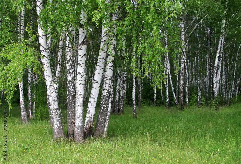 Obraz premium birch trees in a summer forest