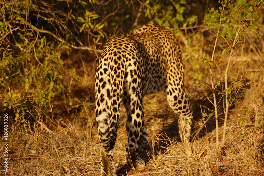 Weglaufender Leopard Weglaufender Leopard