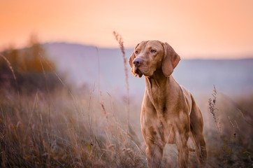 Acrylglasbilder Hund Vizsla Hund im eleganten Porträt  © tmart_foto