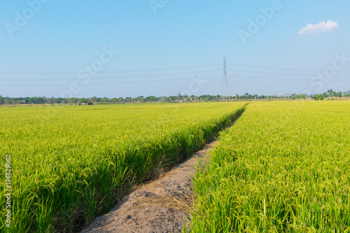 field of rice seedlings green for background texture.