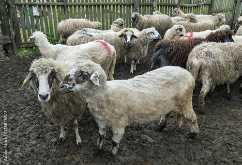 Sheep in a farmhouse