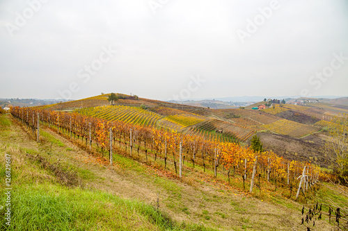 Hills of vineyards in autumn / Italy