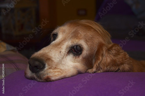 cane cocker spaniel inglese dog Stock Photo | Adobe Stock