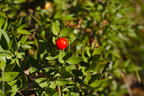 Ruscus aculeatus