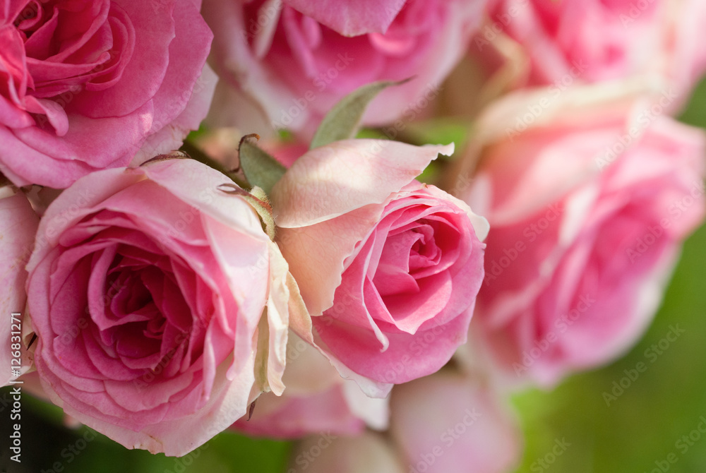 Rose branchue Rose branchue