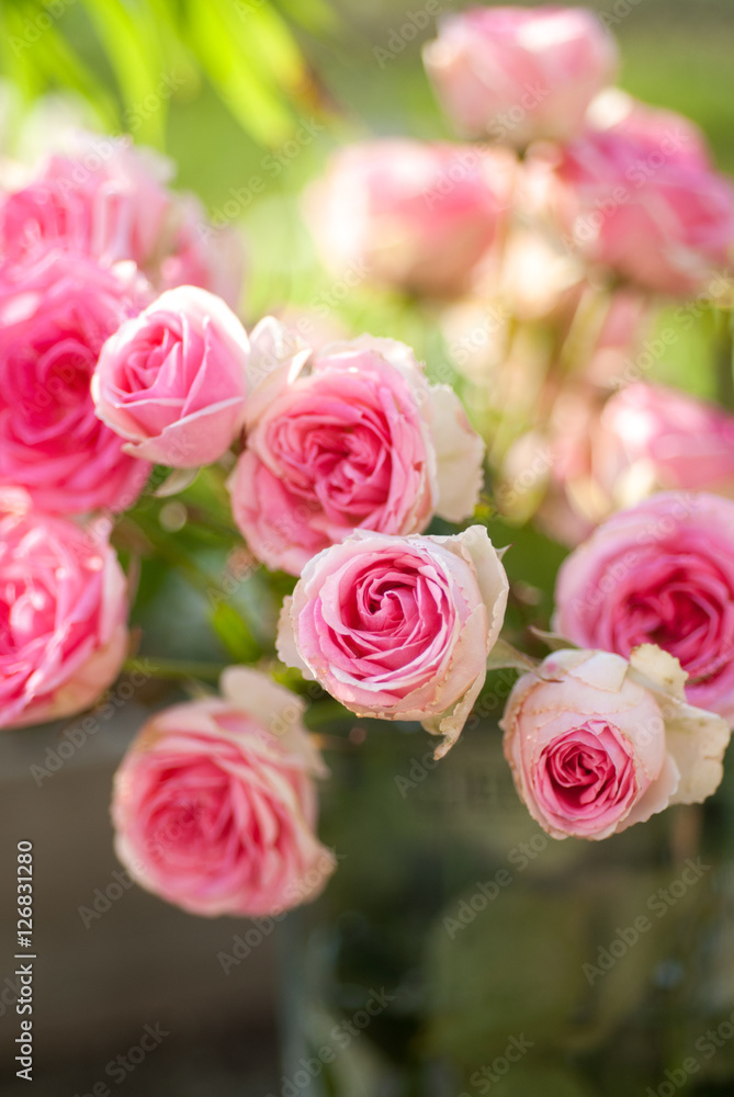Rose branchue Rose branchue