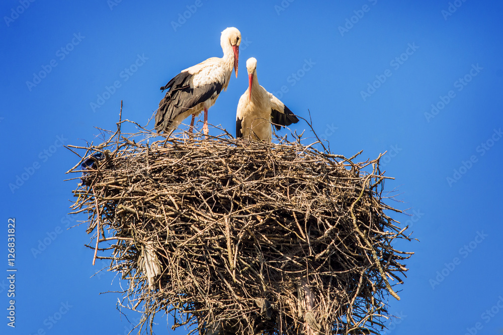 Fototapeta premium A pair of storks in the nest