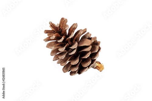 pine cone isolated on white background