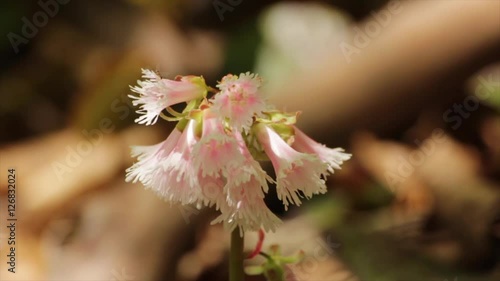 森のなかにひっそりと咲く小さな花