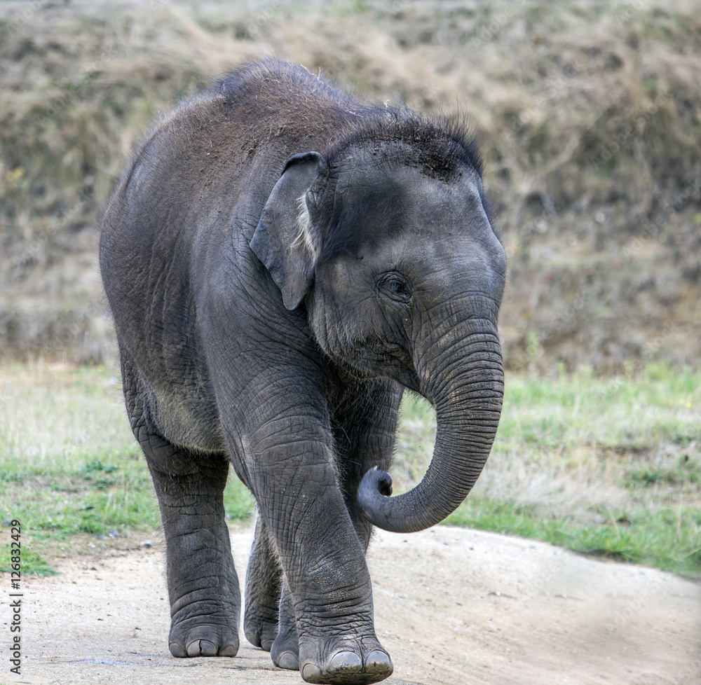Fototapeta premium elephant 