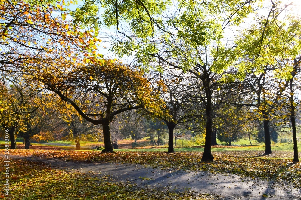 Naklejka premium A Colourful Autumn Landscape.