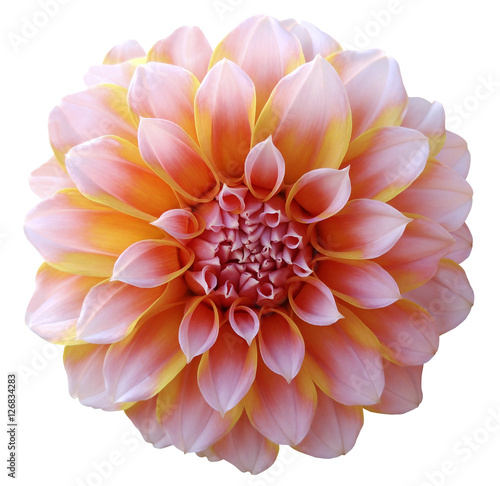 Dahlia  flower light pink-yellow,variegated flower, white background isolated  with clipping path. Closeup. with no shadows. for design..