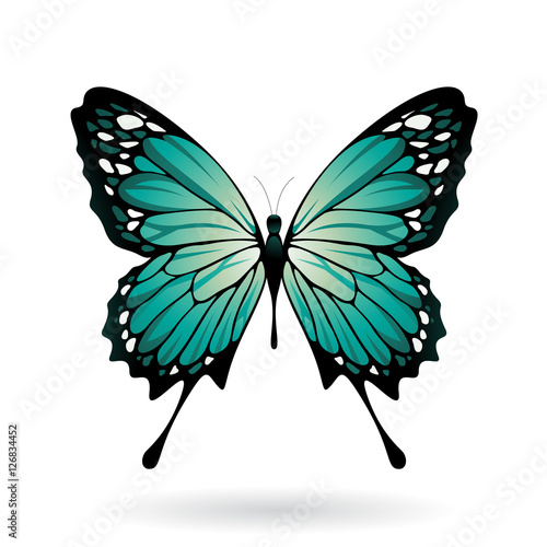 Colorful Butterfly Illustration